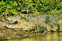 Crocodile at Petén, Guatemala