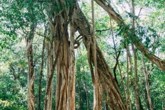 Trees at Petén, Guatemala