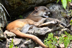 Cajcoj El Puma
