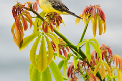 Tropical Kingbird
