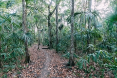 El Tintal